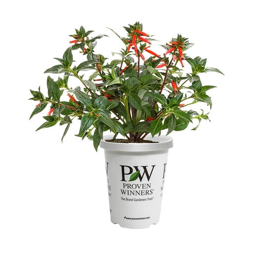 Cuphea hybrid Vermillionaire Proven Winners Firecracker Plant